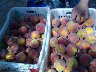 peaches_suppliers_egypt