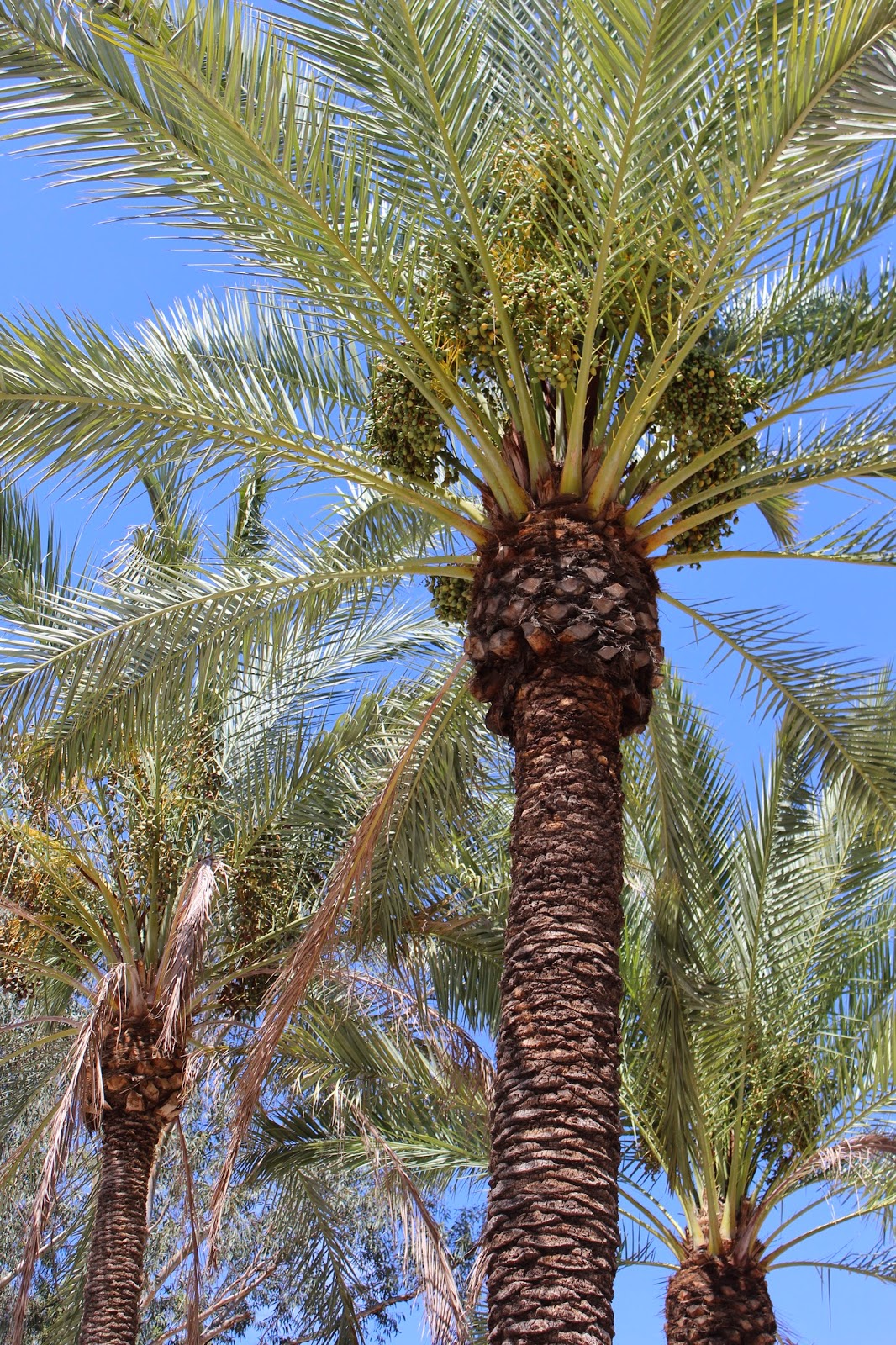 How to Grow Date Palm  Tree  Growing Medjool Dates 