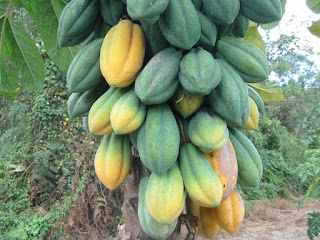 Babaco Fruit Pictures