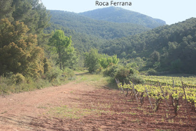 ARBRES SINGULARS A L'ALBÀ-AIGUAMÚRCIA-ALT CAMP, camí en direcció al Mas la Vilella