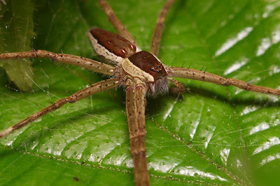 nursery web spider, ocelli, spider eyes, identifying spiders, Pisauridae