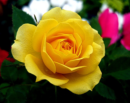 types of flowers with meaning Yellow Roses Meaning | 500 x 398