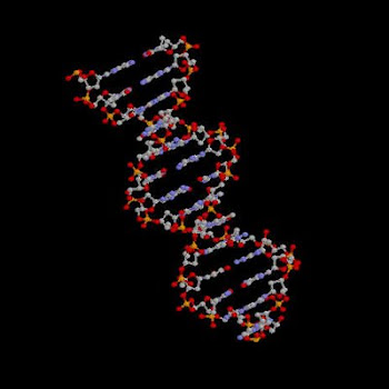 estructura del adn. estructura de adn