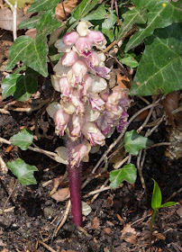 Toothwort, Lathraea squamaria.  High Elms Country Park, 21 April 2015.