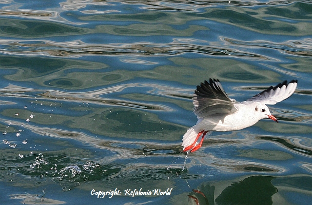 Kefalonia seagull