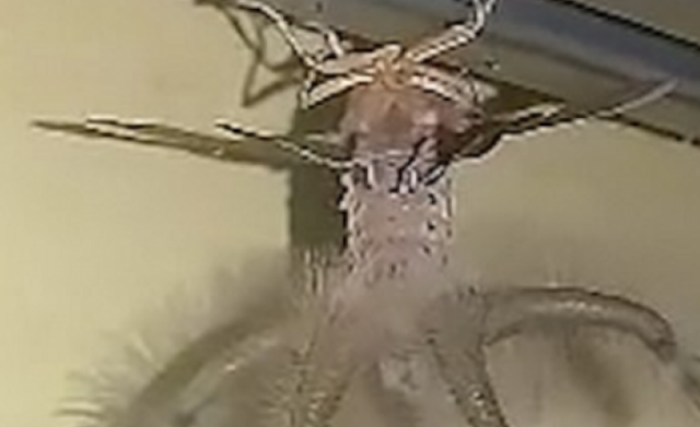 Baru Saja Pulang, Pria Ini Dikejutkan Dengan Seekor Laba-laba Besar Diatas Rumahnya