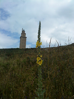 Flower and Tower   Sprint in Tower of Hercules (Corunna, Spain)   by E.V.Pita   http://evpita.blogspot.com/2011/05/flower-and-tower-flores-torre-de.html   Flores + Torre de Hércules  (Primavera en Torre de Hércules, A Coruña)  por E.V.Pita