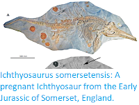 https://sciencythoughts.blogspot.com/2017/09/ichthyosaurus-somersetensis-pregnant.html