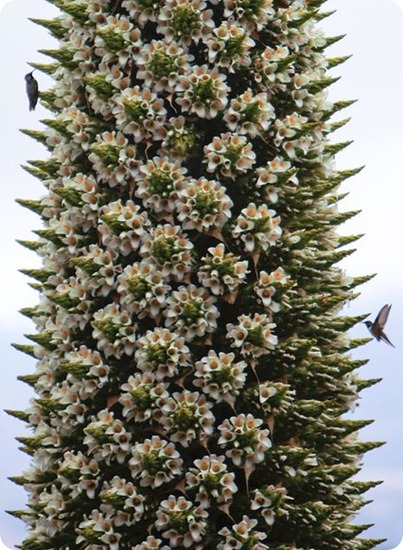 puya4