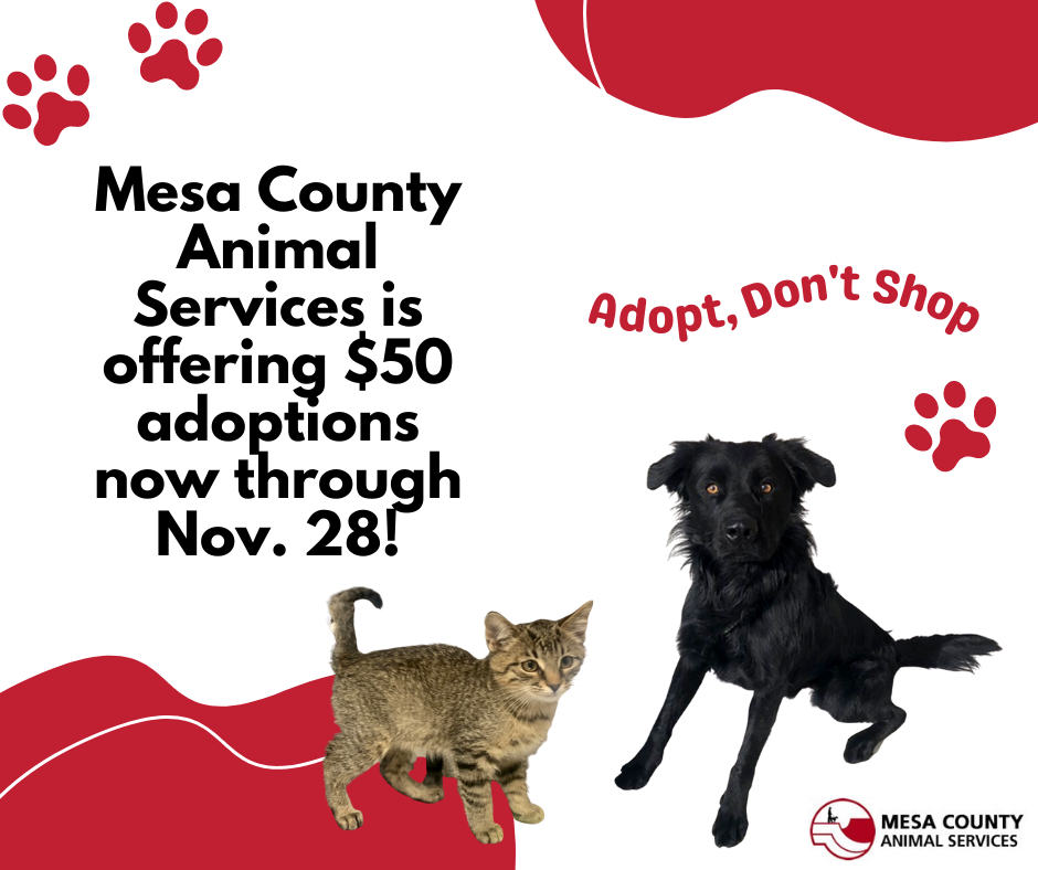 Mesa County News: Animal Services is offering discounted adoption fees