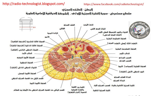 مقطع عرضى بالحوض 