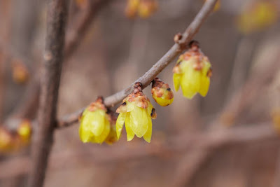 蝋梅の花