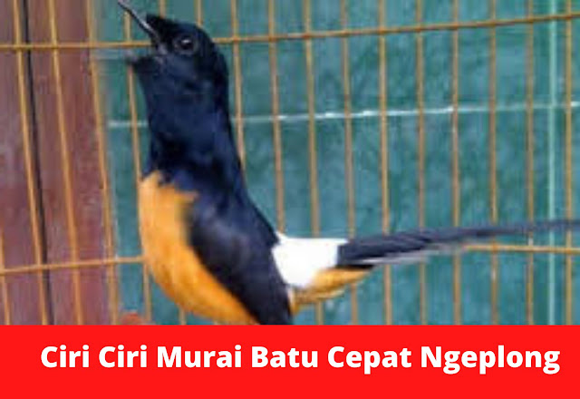 ciri-ciri-murai-batu-cepat-ngeplong