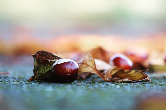 Autumn Conkers Cliona Kelliher