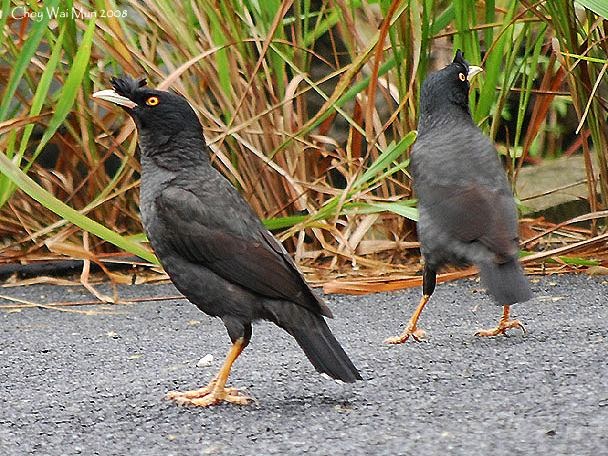 BERJALAK GAMBAR  BURUNG  JALAK  KEBO 1