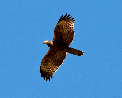 Oriental Honey-buzzard