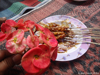 gambar bunga,bunga euphorbia merah,sate kelinci