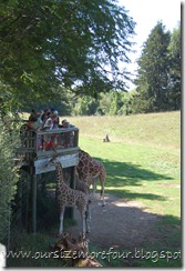 giraffe7