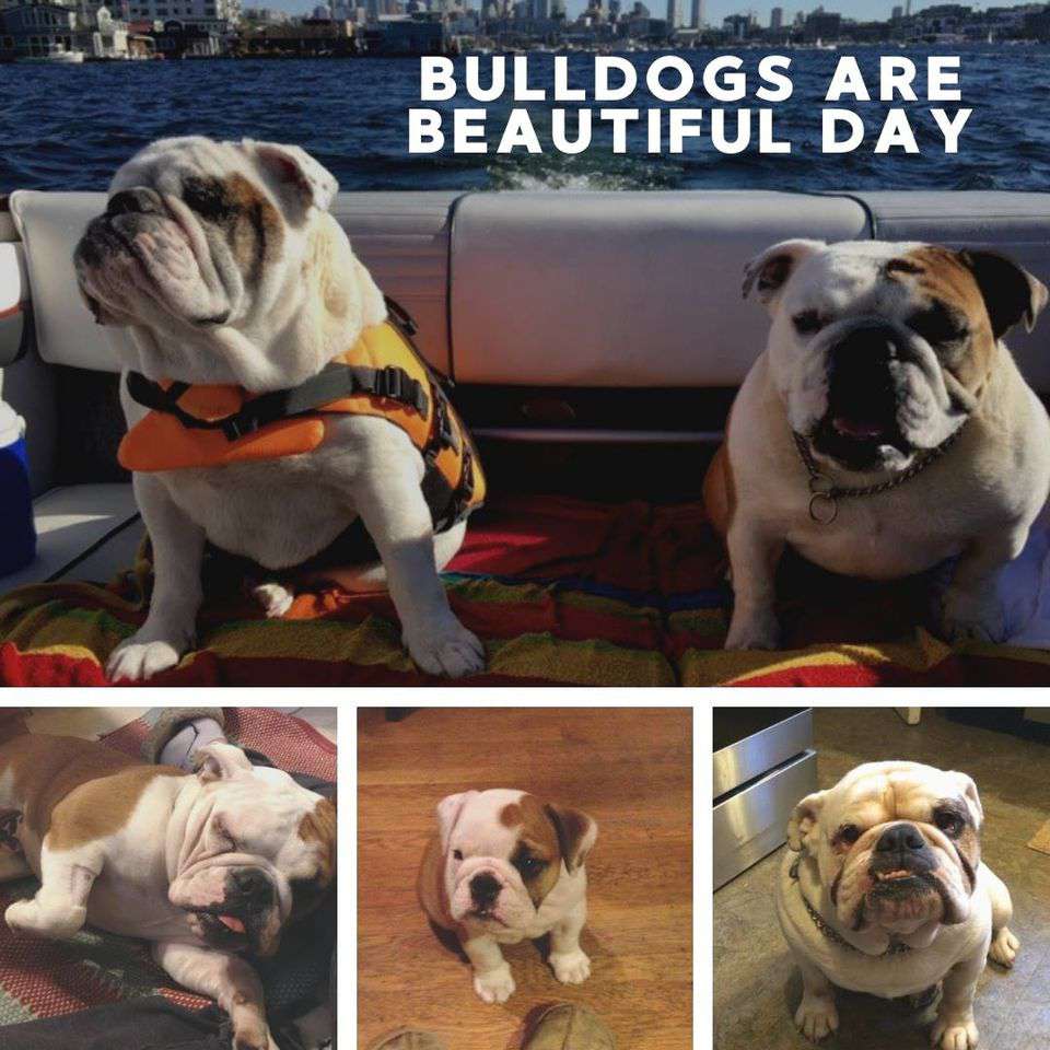 National Bulldogs Are Beautiful Day Wishes Pics