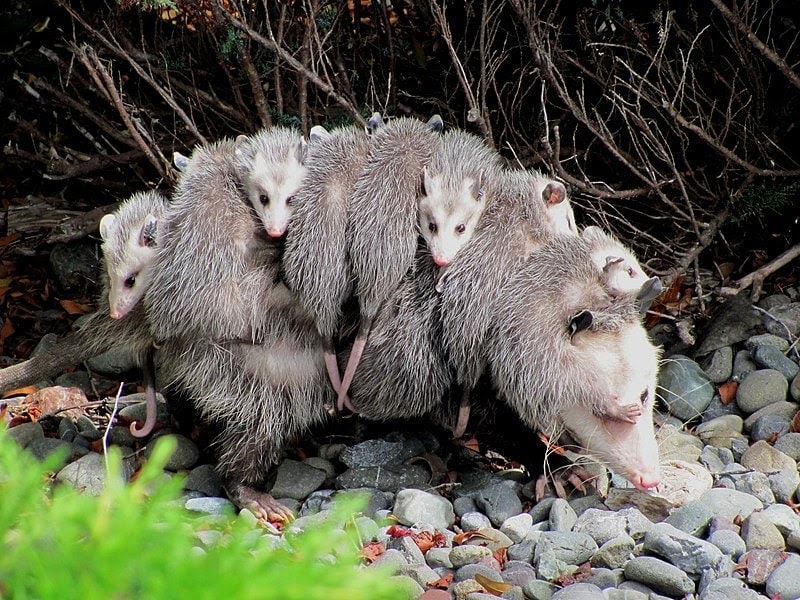 In a couple of years, frogs, opossums and birds will disappear from Australia.