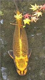 ikan paling aneh didunia - http://pasunik.blogspot.com