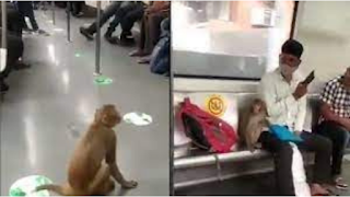 Monkey Viral Video Delhi Metro: दिल्ली मेट्रो में बंदर कर रहे सवारी, लोग ऐसे हुए परेशान || NewsDaily24