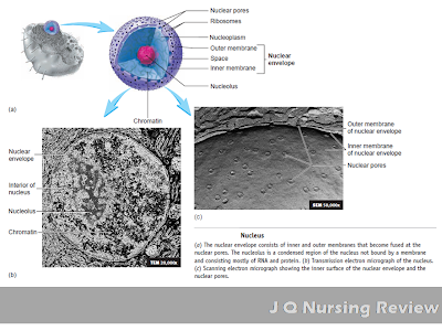 PARTS OF A NUCLEUS