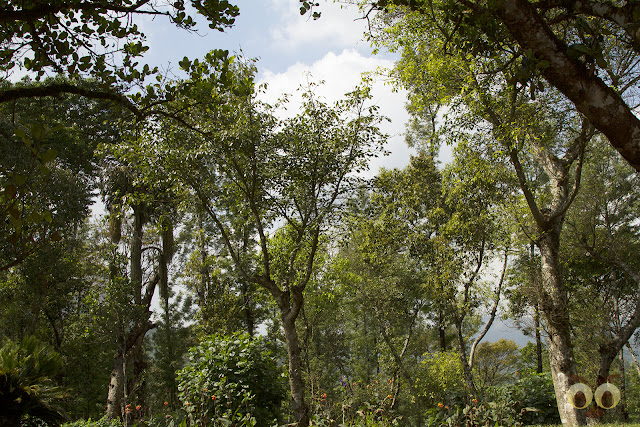 Tree canopies at Woodway estate