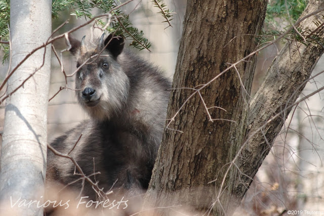 Japanese serow