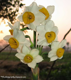 Narcissus tazetta