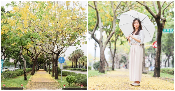 台中南區興大綠園道賞阿勃勒黃金雨，黃金花毯大道美照好好拍