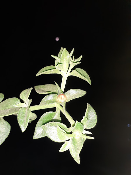 Ice Plant at night