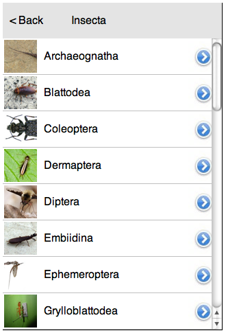 insecta.png