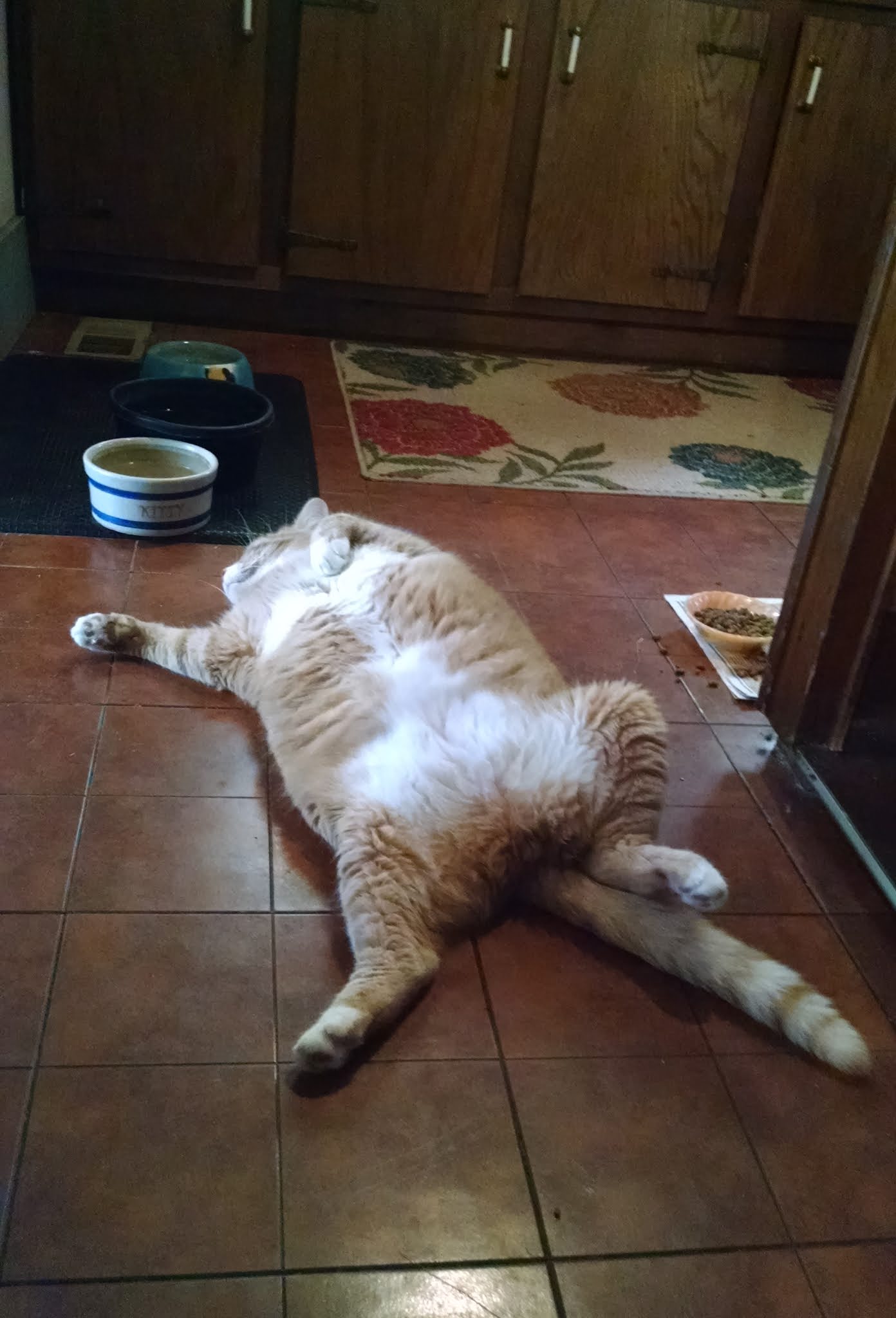Large cat lying on its back, between water and food bowls.