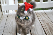 Bowser the Angry Cat: Merry Christmas to all!