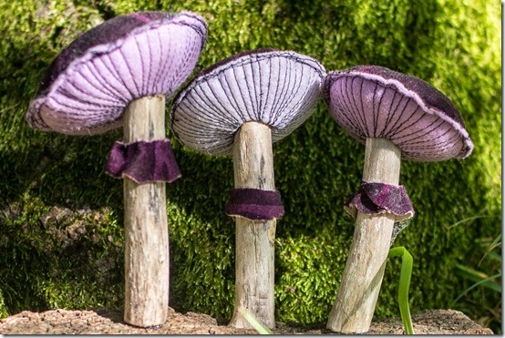 FUNGHI VERO FALSO-010