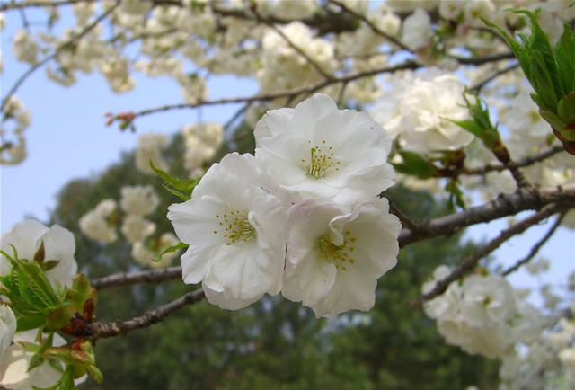 Cherry Blossom Flowers