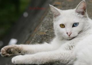 Ternyata Ini 10 Ciri-Ciri Ras Kucing Anggora yang Asli, 6 Perbedaan Kucing Anggora dan Persia yang Sebenarnya, Kucing Anggora Sebagai Kucing Peliharaan di Rumah