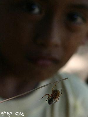 spider wrestling