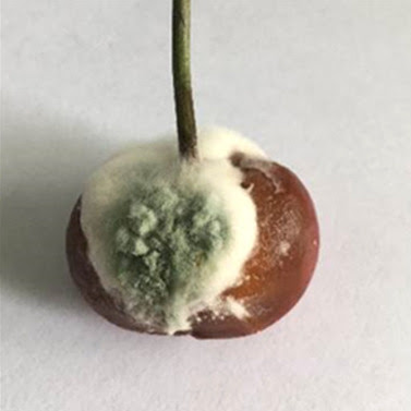 Penicillium expansum на вишне