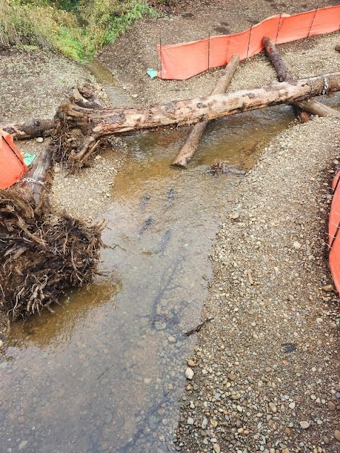 Adult fish swim in a stream with logs and orange construction fencing.