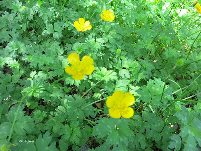 Ranunculus repens,  creeping buttercup