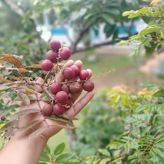 Kandungan dan manfaat buah lengkeng