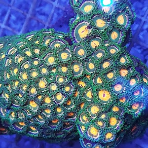 Coral Polip Zoa