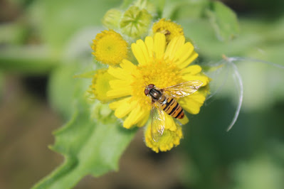 - Snorzweefvlieg - Episyrphus balteatus