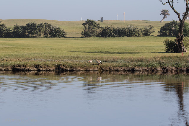 Canon EOS 7D Mark II / Canon EF 100-400mm f/4.5-5.6L IS II USM Zoom Test - Cape Town @ 135mm