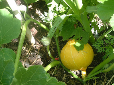 Small yellow squash growing under big leaves