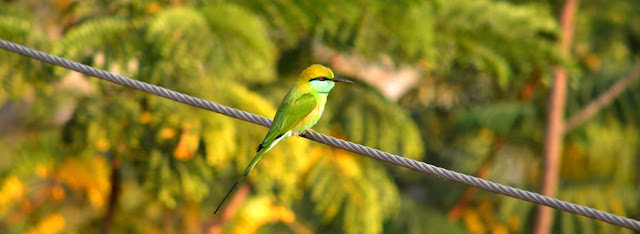 Birds Facebook Timeline Cover Photos