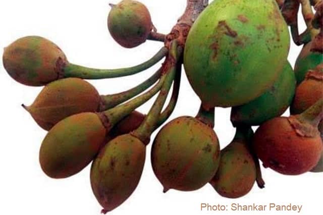 च्यूर या च्यूरा के बहुपयोगी महत्व के कारण इसे हम पहाड़ का कल्पवृक्ष भी कहते हैं। Indian Butter tree is known as Pahaad ka Kalpvruksh Cheura च्यूर या च्यूरा के बहुपयोगी महत्व के कारण इसे हम पहाड़ का कल्पवृक्ष भी कहते हैं। Indian Butter tree is known as Pahaad ka Kalpvruksh Cheura