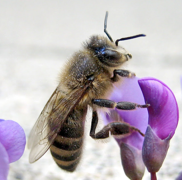 ABEJA SOBRE VIOLETA - BEE ON VIOLET